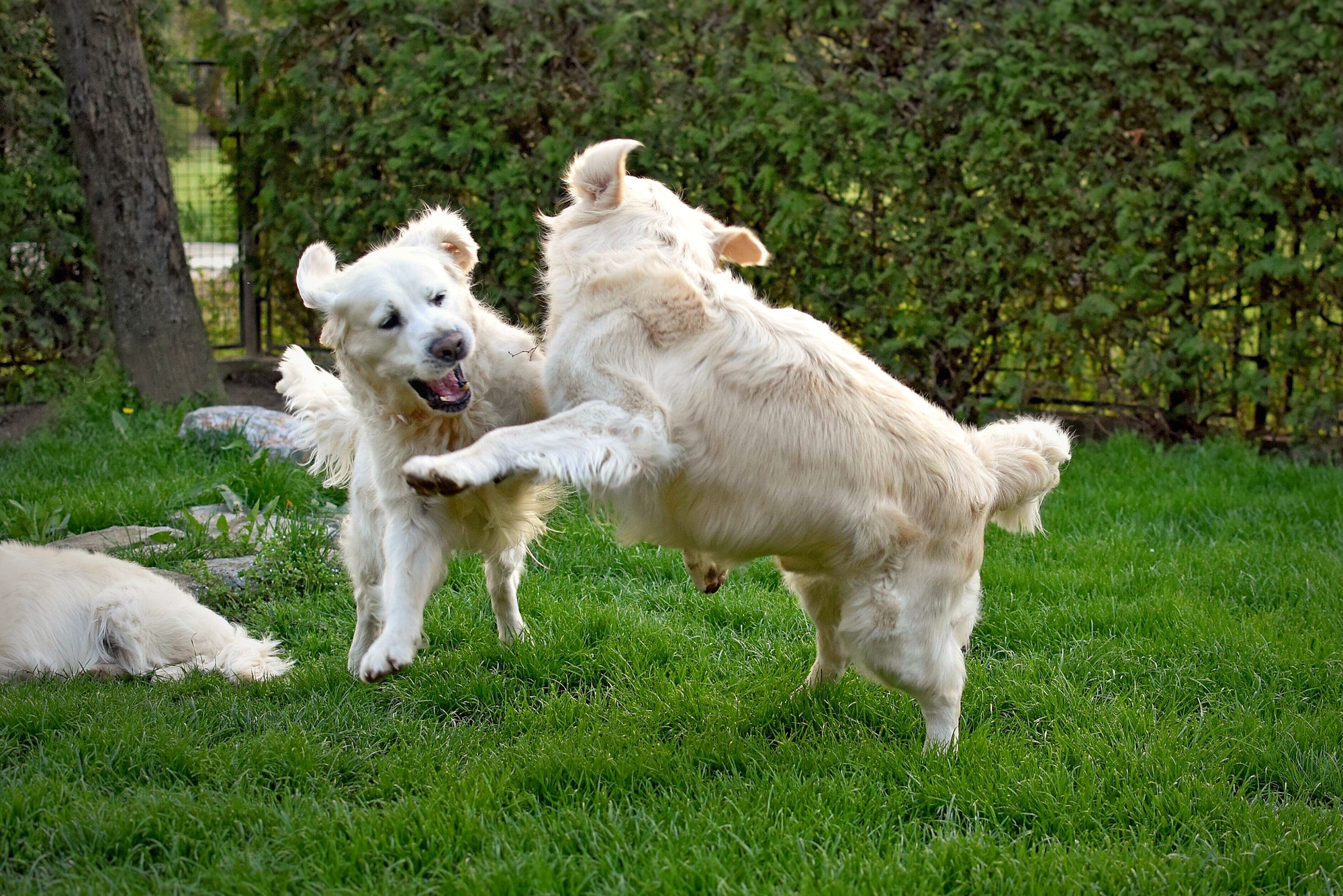 Deux chiens Golden Retriever qui jouent
